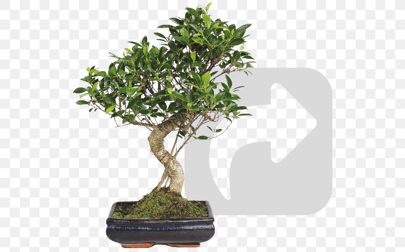 Chinese Sweet Plum Mistral Bonsai Flowerpot Tree, PNG, 530x510px, 2018, Chinese Sweet Plum, April, Base, Bonsai Download Free