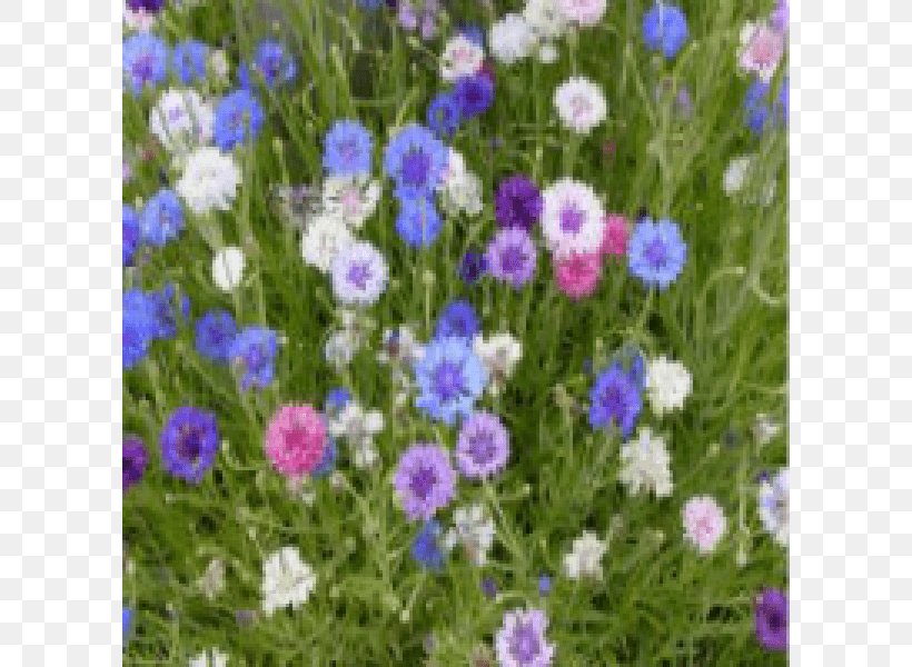 Cornflower Wildflower Seed Annual Plant, PNG, 800x600px, Cornflower, Anemone, Annual Plant, Bellflower, Bellflower Family Download Free