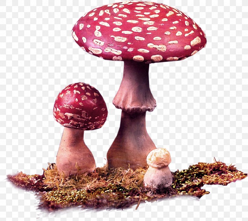Edible Mushroom Fungus Red, PNG, 928x828px, Mushroom, Basket, Edible Mushroom, Food, Fungus Download Free