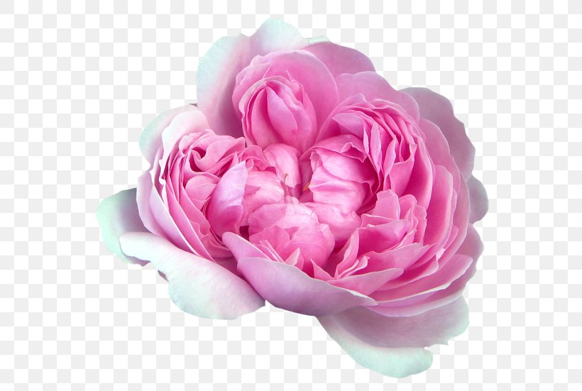 Garden Roses Cabbage Rose Flower Petal, PNG, 600x551px, Garden Roses, Artificial Flower, Cabbage Rose, Cut Flowers, Floribunda Download Free