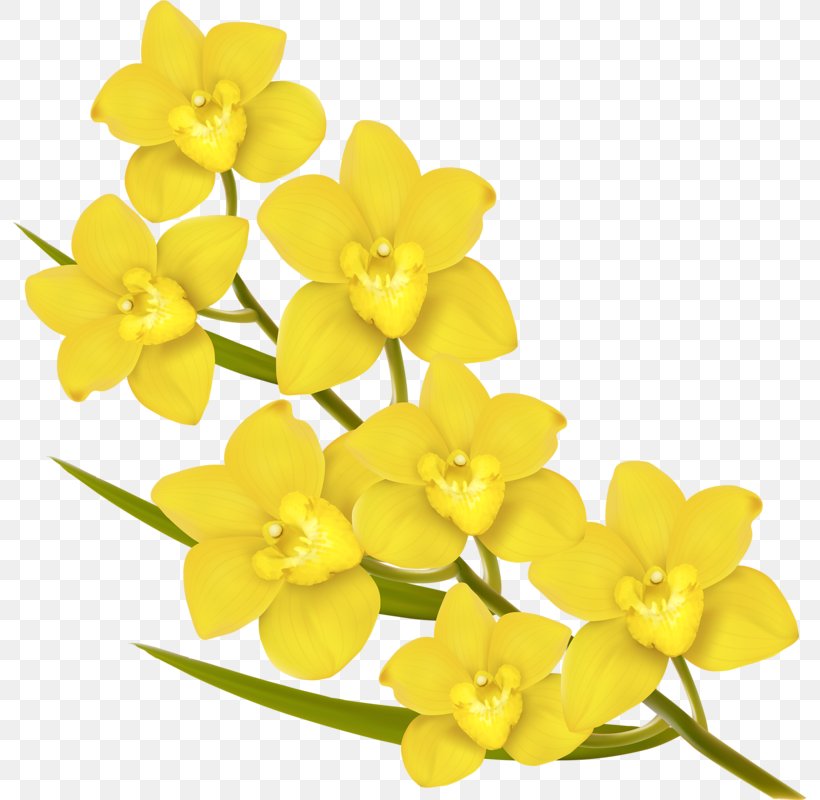 Flower Euclidean Vector Royalty-free Yellow, PNG, 793x800px, Flower, Art, Cut Flowers, Flowering Plant, Petal Download Free