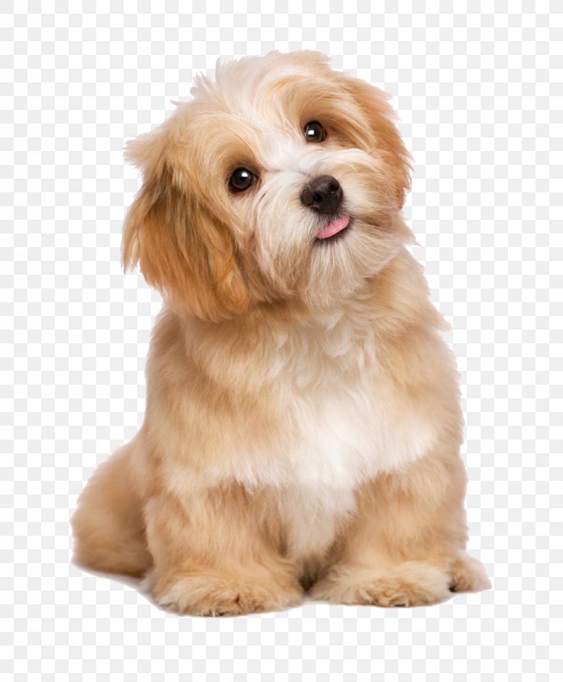Havanese Maltese Dog Poodle Puppy Cat, PNG, 825x1000px, Havanese, American Kennel Club, Animal, Carnivoran, Cat Download Free
