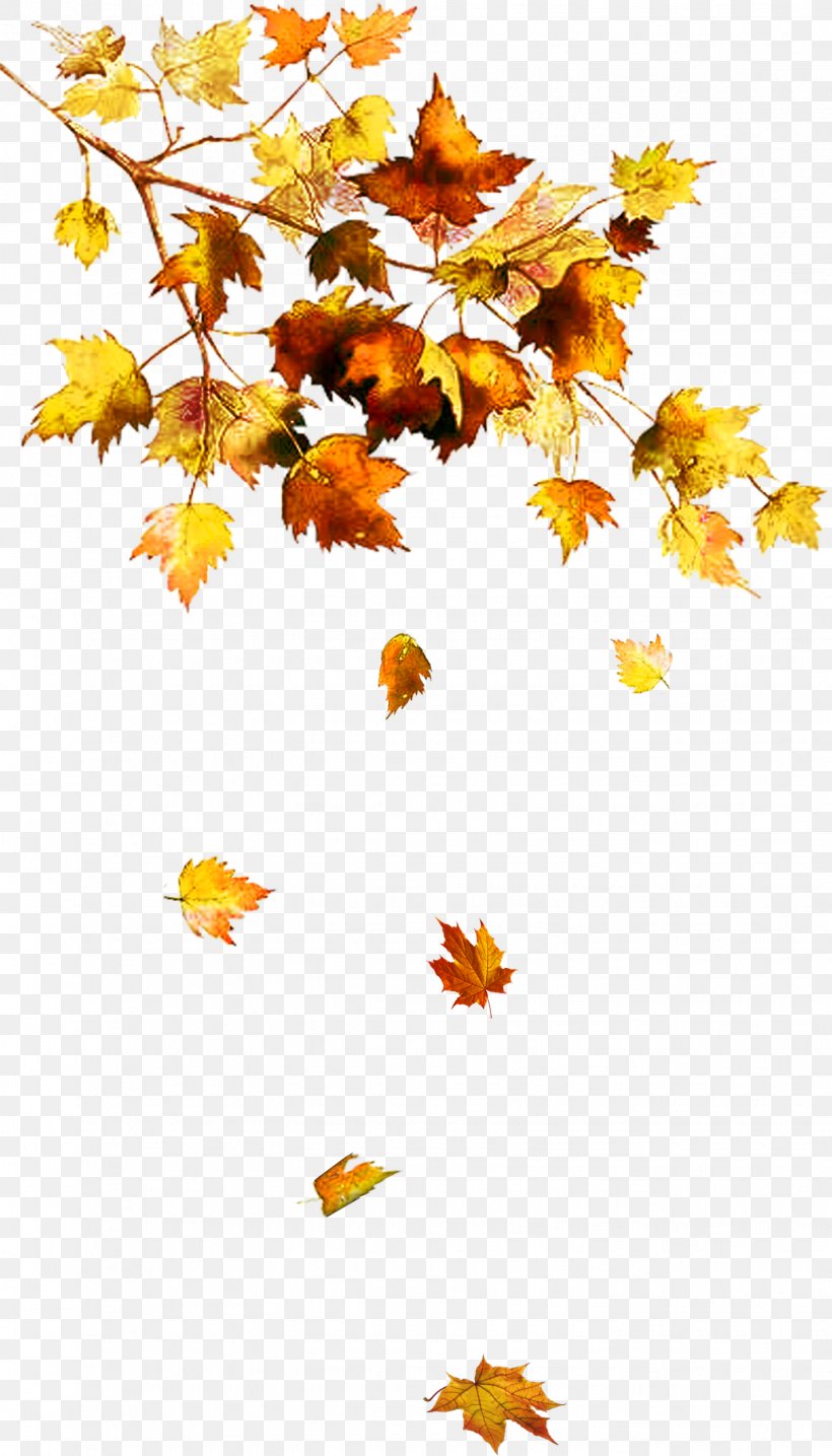 Autumn Leaf Color Autumn Leaf Color Tree Chanson D'automne, PNG, 1428x2500px, Autumn, Autumn Leaf Color, Branch, Clover, Color Download Free