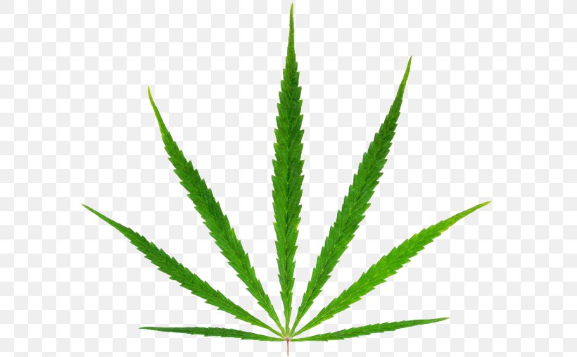 Cannabis Sativa Marijuana Hemp Medical Cannabis, PNG, 650x507px, Cannabis Sativa, Cannabis, Cannabis Culture, Cannabis Shop, Dispensary Download Free