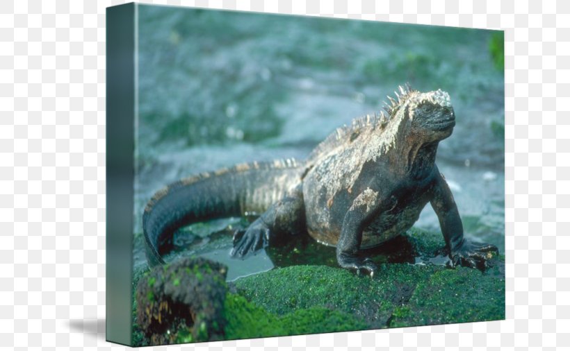 Common Iguanas Reptile Amphibians Book, PNG, 650x506px, Common Iguanas, Amphibians, Animal, Book, Fauna Download Free