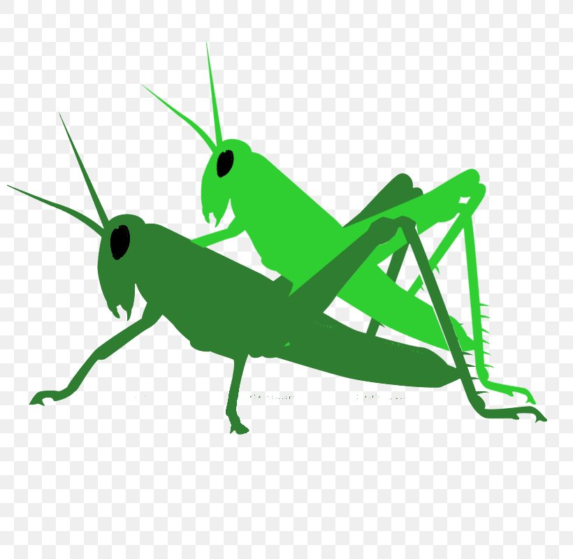 Grasshopper Locust Pest Clip Art, PNG, 800x800px, Grasshopper, Antagonist, Biological Life Cycle, Cricket, Cricket Like Insect Download Free