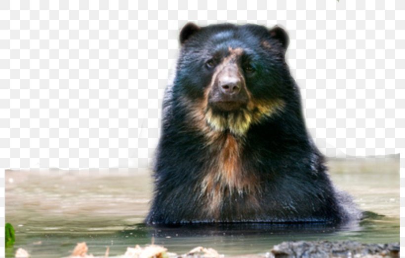 Grizzly Bear American Black Bear Terrestrial Animal Snout, PNG, 801x523px, Grizzly Bear, American Black Bear, Animal, Bear, Brown Bear Download Free