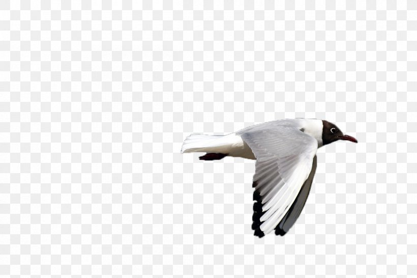 Gulls Bird Goose Flight, PNG, 1200x800px, Bird, Animal, Beak, Common Gull, Ducks Geese And Swans Download Free