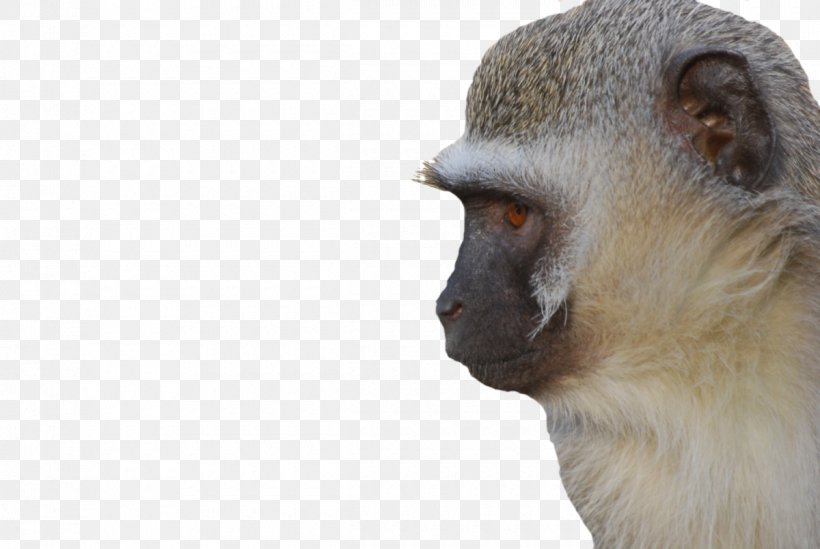 Monkeyland Primate Sanctuary Vervet Monkey Plettenberg Bay, PNG, 1200x804px, Primate, Africa, Animal, Chacma Baboon, Chlorocebus Download Free