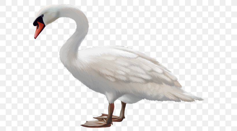 Mute Swan Bird Black Swan Goose Stock Photography, PNG, 600x456px, Mute Swan, Beak, Bird, Black Swan, Can Stock Photo Download Free