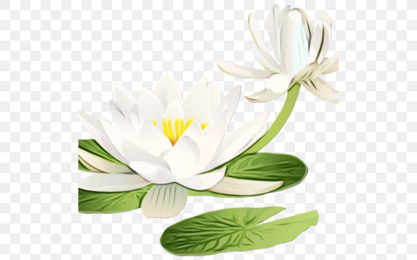 White Flower Petal Plant Flowering Plant, PNG, 512x512px, Watercolor, Aquatic Plant, Flower, Flowering Plant, Leaf Download Free