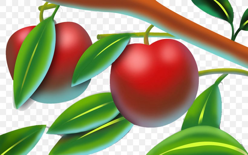 Apple Auglis Branch Fruit, PNG, 1200x750px, Apple, Auglis, Berry, Branch, Cherry Download Free