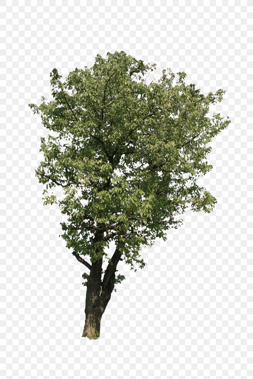 Branch Tree Beech Shrub, PNG, 2304x3456px, Branch, Beech, Cherry Plum, Christmas Tree, Monkey Pod Tree Download Free