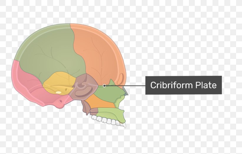 Cribriform Plate Ethmoid Bone Olfactory Nerve Ethmoid Sinus Skull, PNG, 770x523px, Watercolor, Cartoon, Flower, Frame, Heart Download Free