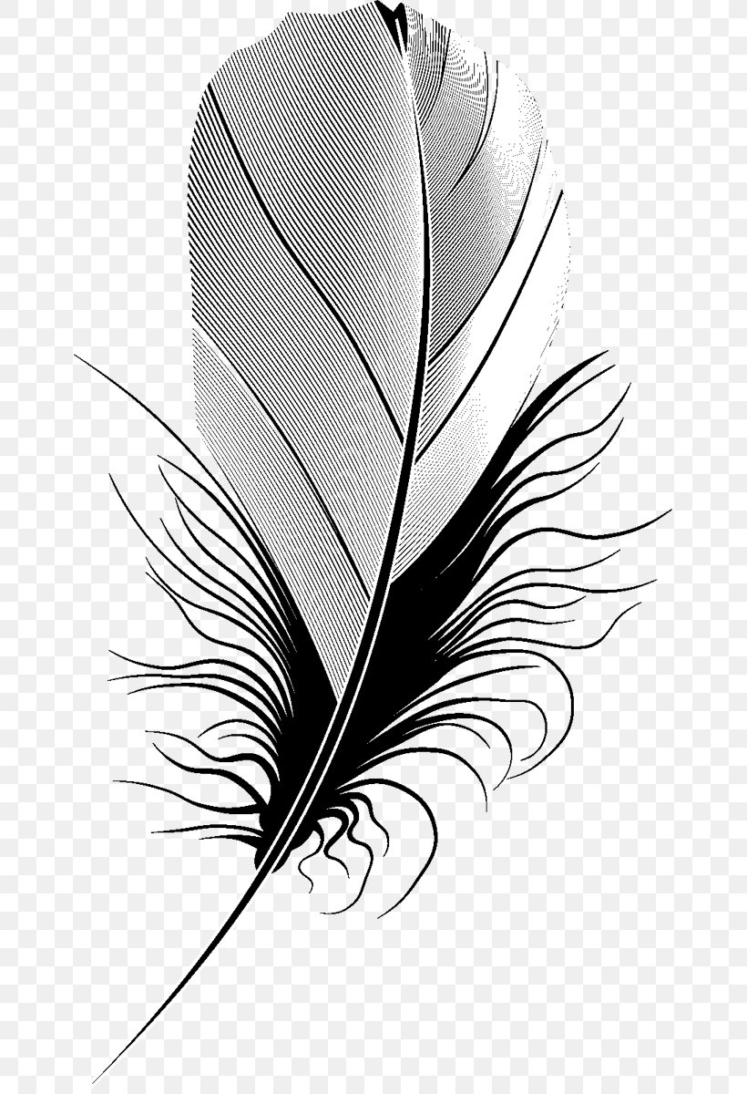 Feather Image Quill Silhouette, PNG, 657x1200px, Feather, Animation, Bird, Black, Black And White Download Free