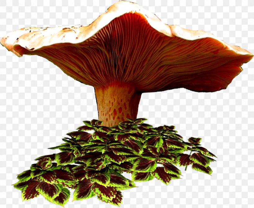 Mushroom Centerblog Drawing Image, PNG, 864x709px, Mushroom, Agaric, Agaricaceae, Agaricomycetes, Agaricus Download Free