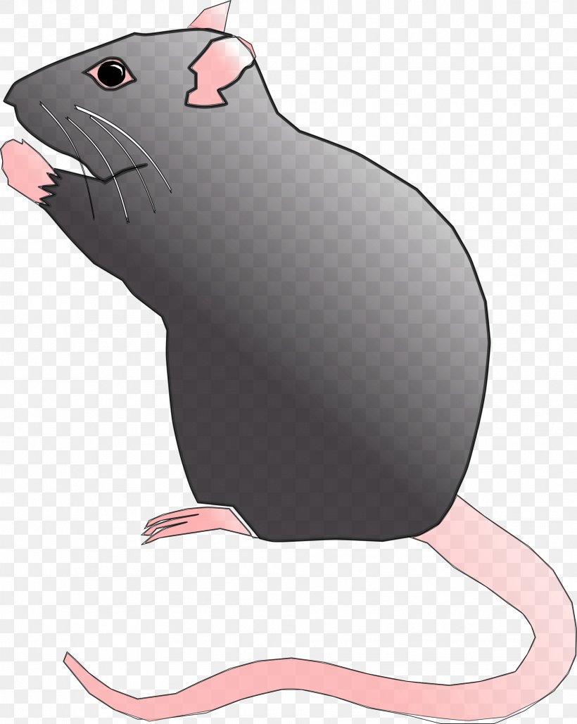 Rat Mouse Gerbil Clip Art, PNG, 1912x2400px, Rat, Carnivoran, Fauna, Gerbil, Mammal Download Free