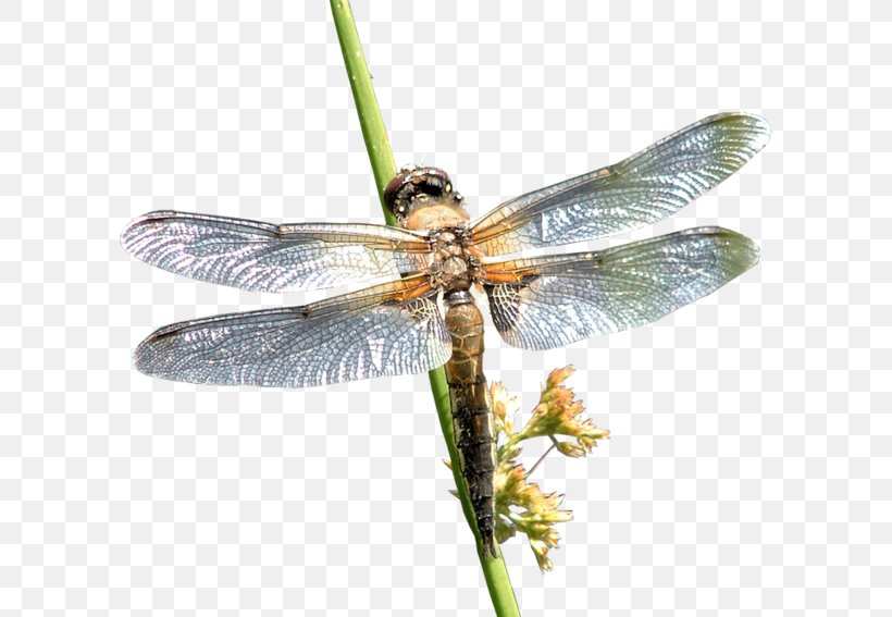 Dragonfly Insect Cruella De Vil Sarthe, PNG, 600x567px, 8 Women, Dragonfly, Arthropod, Blog, Cruella De Vil Download Free