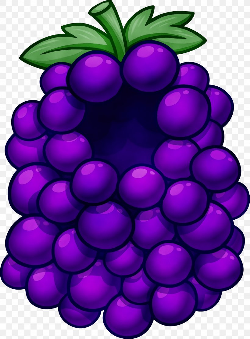 Grape Violet Purple Grapevine Family Fruit, PNG, 1624x2202px, Watercolor, Fruit, Grape, Grapevine Family, Paint Download Free