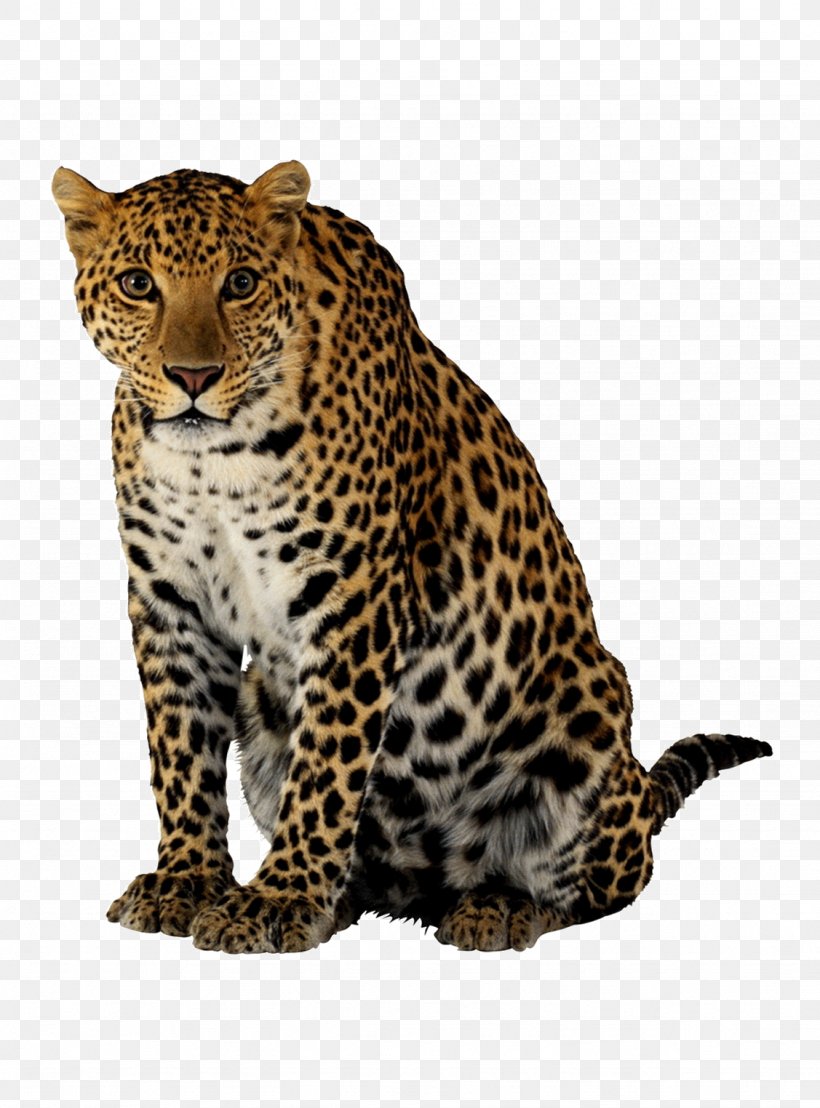 Leopard Cheetah Lion, PNG, 1127x1524px, Leopard, Big Cats, Carnivoran, Cat Like Mammal, Cheetah Download Free