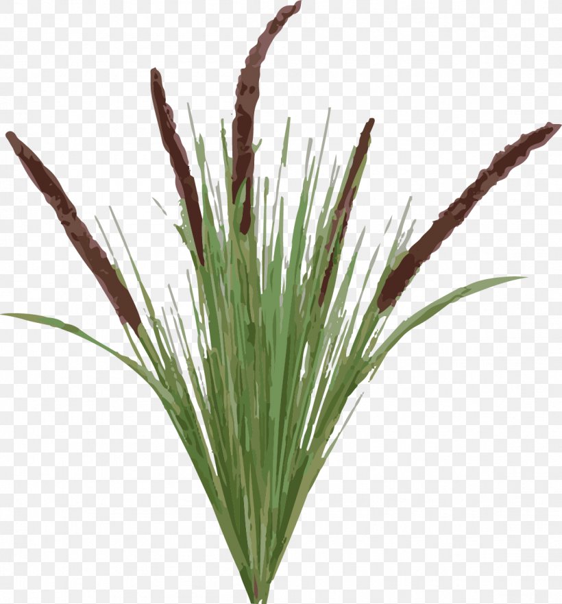 Typha Latifolia Plant Tail Grasses, PNG, 1156x1242px, Typha Latifolia, Cattail, Cattronic, Chrysopogon Zizanioides, Commodity Download Free