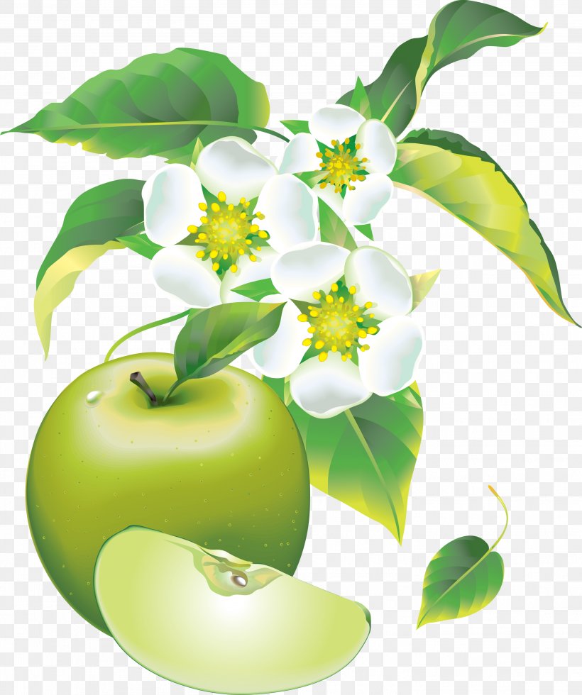 Apples Picture Frame Clip Art, PNG, 2927x3499px, Apple, Apple A Day Keeps The Doctor Away, Apples, Branch, Cucumber Download Free