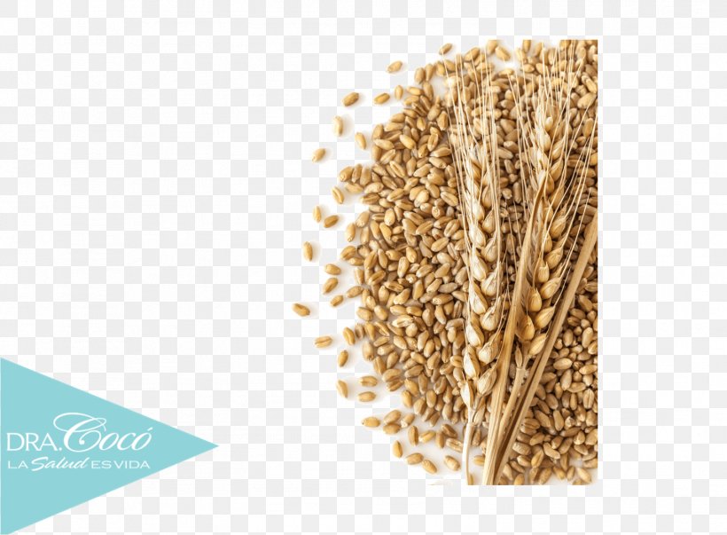Breakfast Cereal Oat Organization Emmer, PNG, 1502x1106px, Cereal, Barley, Breakfast Cereal, Cereal Germ, Commodity Download Free