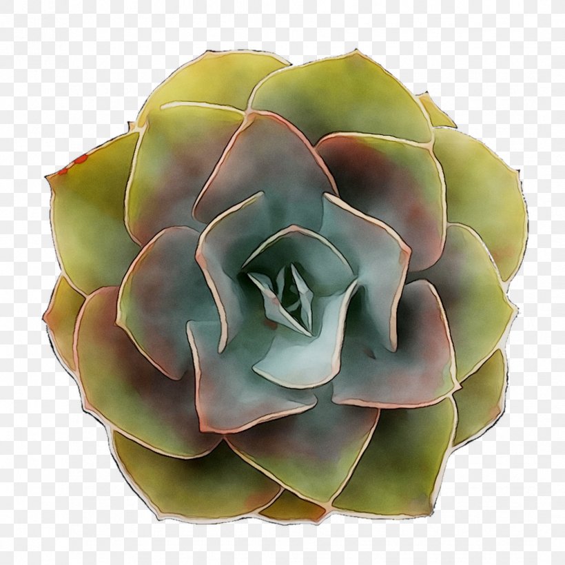 Cut Flowers, PNG, 1071x1071px, Cut Flowers, Agave, Echeveria, Flower, Flowering Plant Download Free