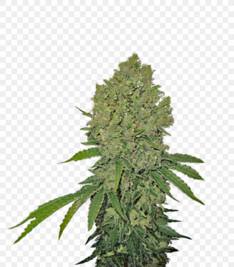 Feminized Cannabis Sensi Seeds Cannabis Sativa, PNG, 1400x1600px, Cannabis, Cannabis Sativa, Crop Yield, Cultivar, Feminized Cannabis Download Free