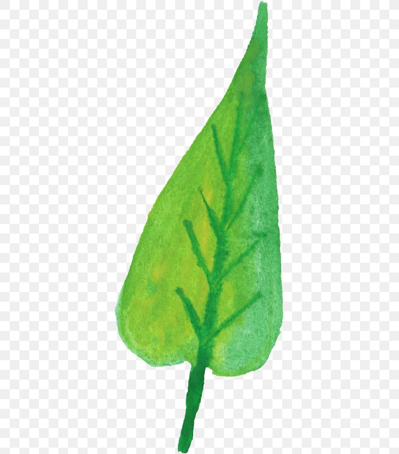 Leaf Plant Stem, PNG, 349x933px, Leaf, Com, Organism, Plant, Plant Stem Download Free
