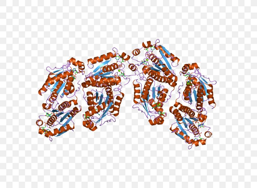 PAPSS1 Synthétase Gene 3'-Phosphoadenosine-5'-phosphosulfate Enzyme, PNG, 800x600px, Synthetase, Bifunctional, Body Jewellery, Body Jewelry, Chromosome Download Free