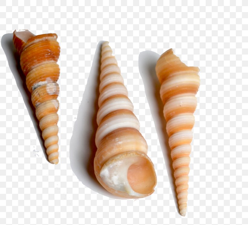 Seashell Conchology Spiral Cowry Sea Snail, PNG, 817x743px, Seashell, Carrot, Conch, Conchology, Cone Download Free