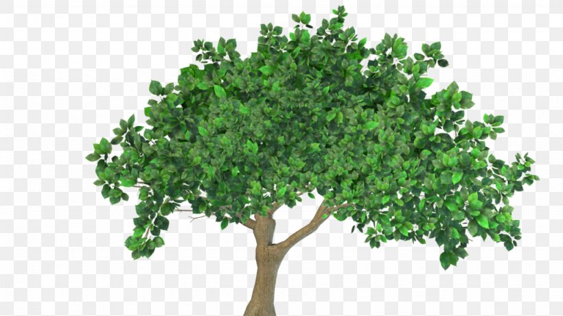 Desktop Wallpaper Clip Art, PNG, 1024x576px, Tree, Branch, Display Resolution, Leaf, Plant Download Free