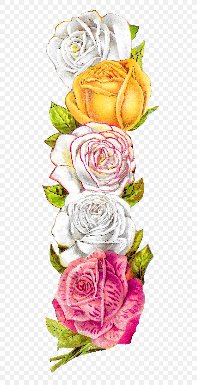 Garden Roses Cabbage Rose Floral Design Clip Art Image, PNG, 561x1600px, Garden Roses, Cabbage Rose, Cut Flowers, Floral Design, Floristry Download Free