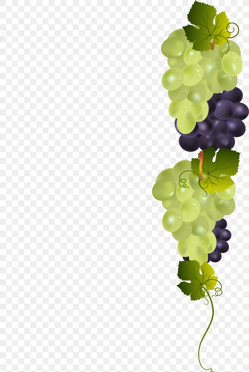 Grape, PNG, 1103x1649px, Grape, Designer, Drawing, Flowering Plant, Food Download Free