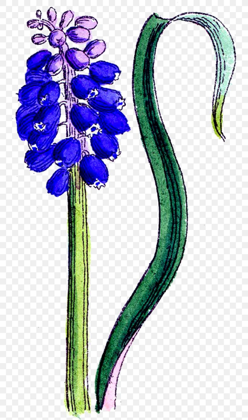 Hyacinth Flower Clip Art, PNG, 745x1388px, Hyacinth, Art, Bud, Common Water Hyacinth, Drawing Download Free