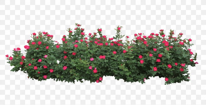 Shrub Clip Art, PNG, 1617x831px, Shrub, Branch, Flora, Floral Design, Flower Download Free