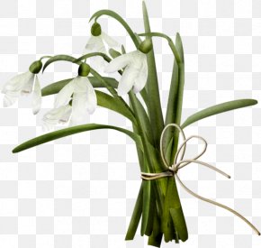 Snowdrop Images Snowdrop Transparent Png Free Download