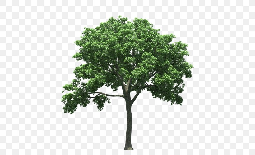 American Elm Tree Cedar Elm Quercus Polymorpha Maple, PNG, 500x500px, American Elm, Branch, Cedar Elm, Cottonwood, Crown Download Free
