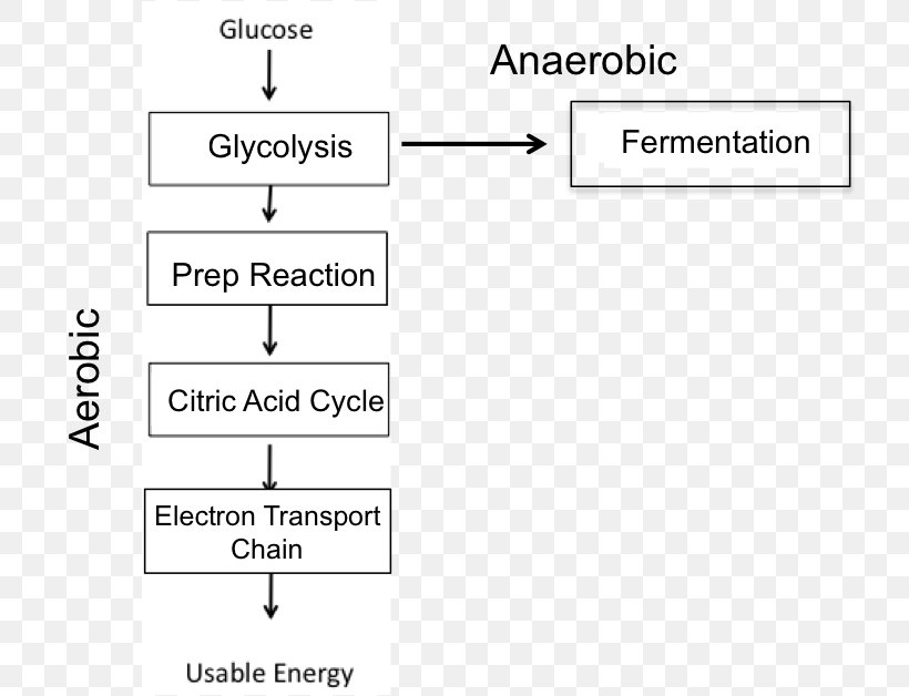 Cellular Respiration Anaerobic Respiration Anaerobic Organism Electron Transport Chain, PNG, 731x628px, Cellular Respiration, Aerobic Organism, Anaerobic Digestion, Anaerobic Organism, Anaerobic Respiration Download Free