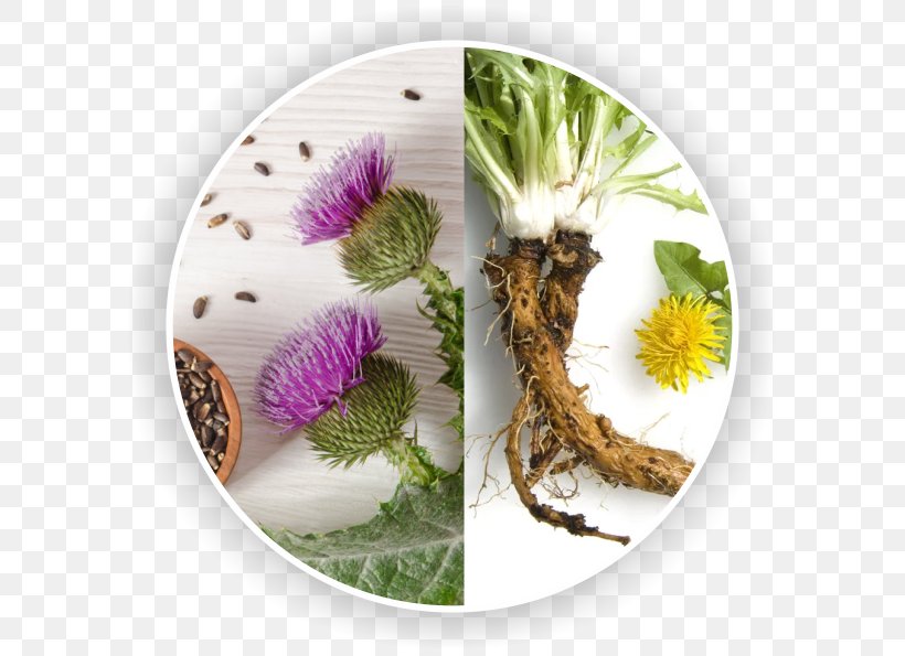 Common Dandelion Taraxacum Sect. Ruderalia Root Plant Liver, PNG, 598x595px, Watercolor, Cartoon, Flower, Frame, Heart Download Free