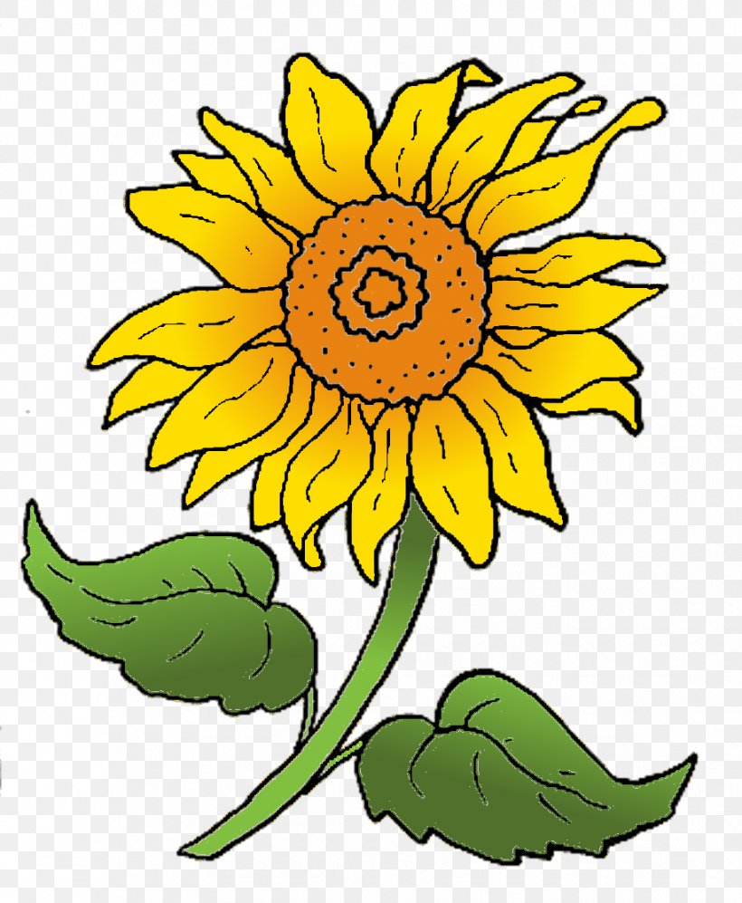 Common Sunflower Sunflower Seed Cut Flowers Clip Art, PNG, 915x1113px, Common Sunflower, Artwork, Blume, Crocus, Cut Flowers Download Free