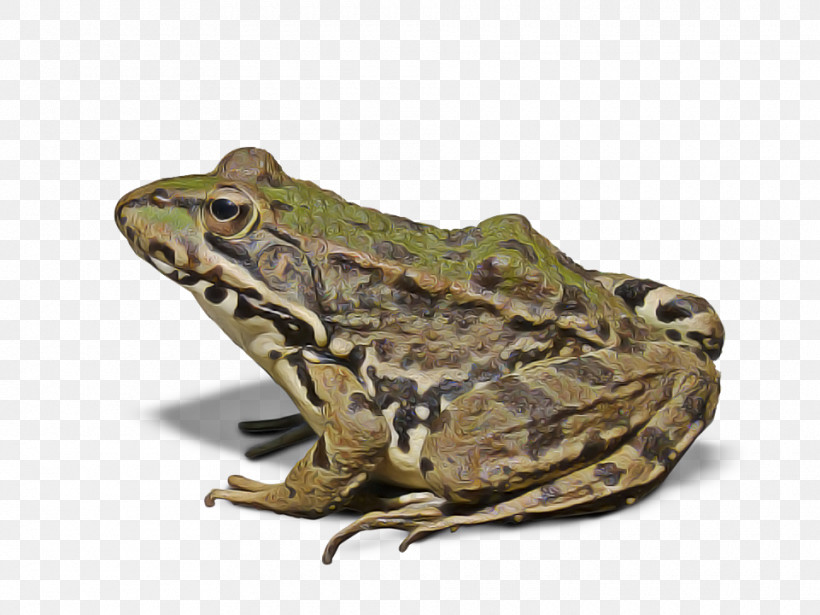Frog True Frog Toad Bullfrog Northern Leopard Frog, PNG, 960x720px, Frog, Anaxyrus, Beaked Toad, Bufo, Bullfrog Download Free