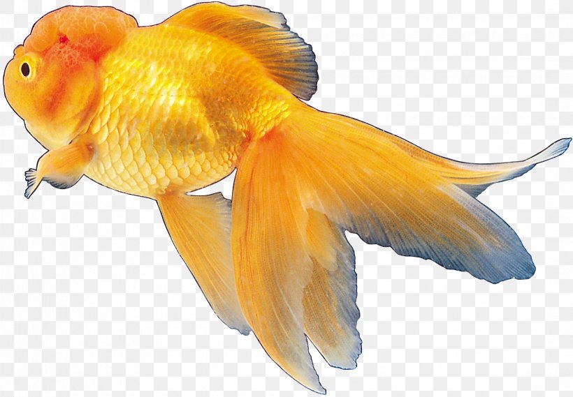 Goldfish Tropical Fish Ornamental Fish, PNG, 2142x1488px, Goldfish, Animal, Aquariums, Bony Fish, Common Carp Download Free