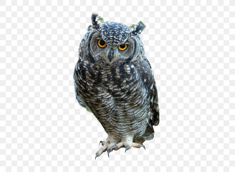 Great Horned Owl Bird Indian Eagle-owl Snowy Owl, PNG, 500x600px, Owl, Beak, Bird, Bird Of Prey, Eastern Screech Owl Download Free