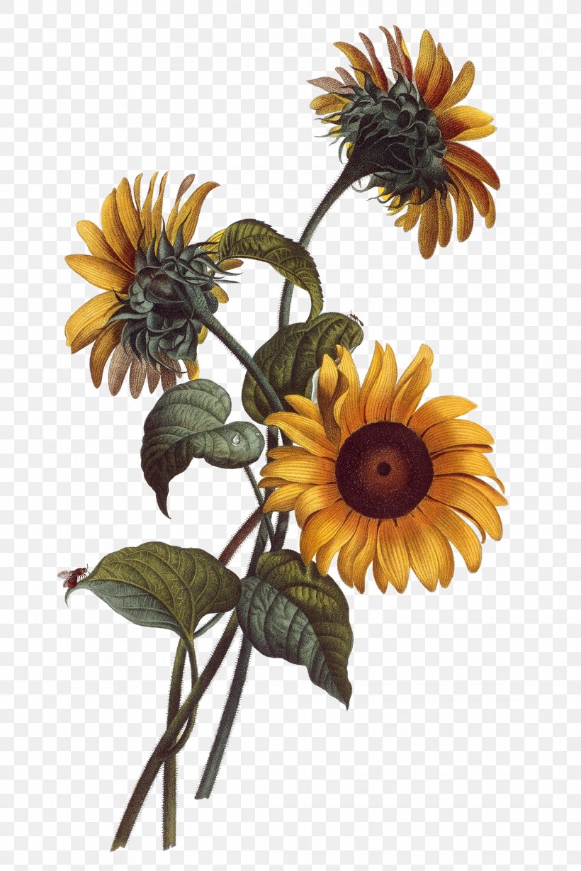 Common Sunflower Watercolor Painting Drawing Botanical Illustration Illustration, PNG, 2134x3200px, Common Sunflower, Art, Botanical Illustration, Botany, Cut Flowers Download Free