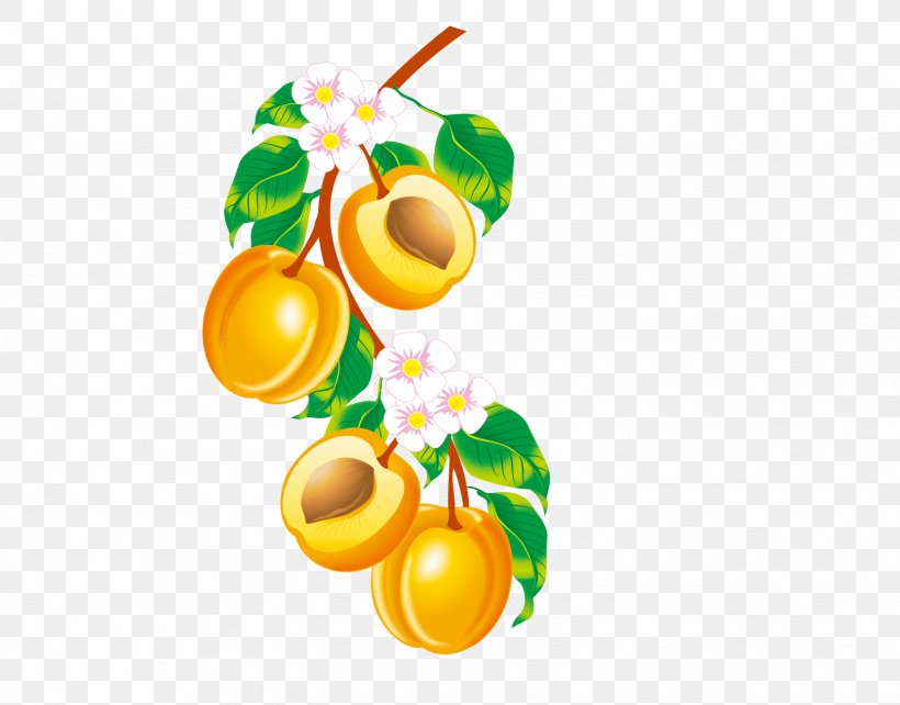 Fruit Apricot Drawing Clip Art, PNG, 1663x1304px, Fruit, Apricot, Drawing, Food, Orange Download Free