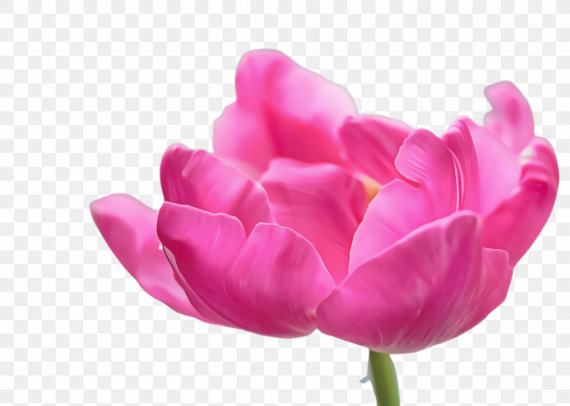 Petal Pink Tulip Flower Purple, PNG, 2368x1688px, Petal, Cut Flowers, Flower, Herbaceous Plant, Lily Family Download Free