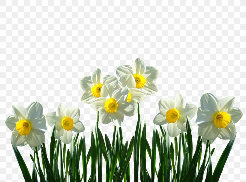 Wild Daffodil Cut Flowers Tulip Plant, PNG, 960x712px, Wild Daffodil, Amaryllis Family, Blossom, Cut Flowers, Daffodil Download Free