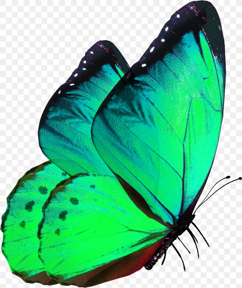 Alcon Blue Insect Gossamer-winged Butterflies Glasswing Butterfly Monarch Butterfly, PNG, 1510x1793px, Alcon Blue, Borboleta, Brushfooted Butterfly, Butterflies, Butterfly Download Free